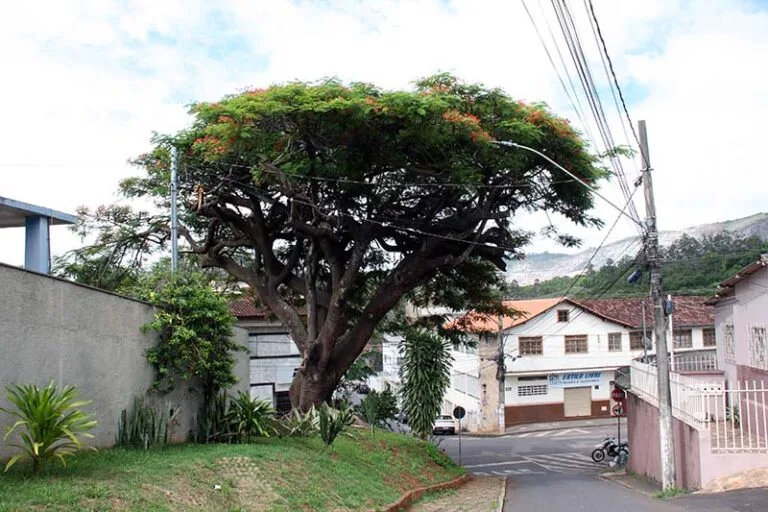 A solidão das árvores antigas