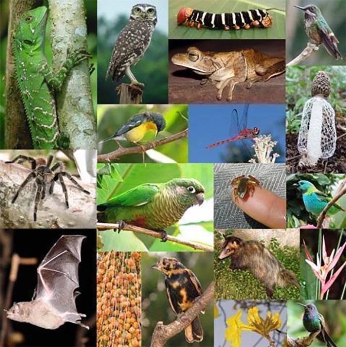 O sentido social da conservação da biodiversidade