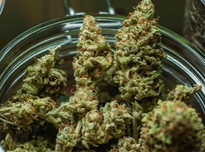 O cultivo de maconha começa a sair do armário no Brasil