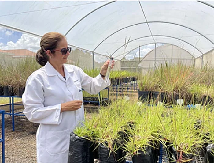 Programa Artemis: Brasil cria “superplantas” que servirão de alimento no espaço e na Terra