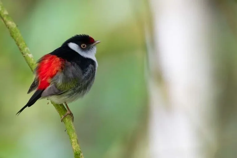 Campanha nacional lança vídeo com manifesto narrado pela atriz Dira Paes para mobilizar brasileiros pela proteção das aves da Mata Atlântica