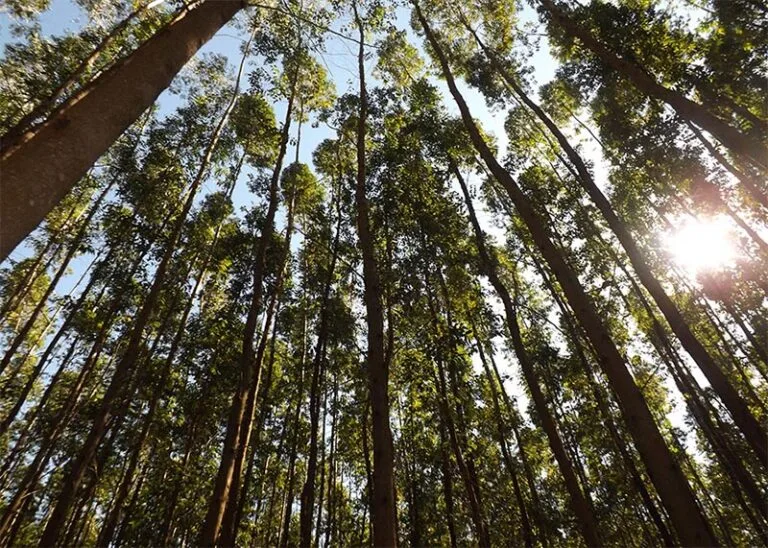 Desertos verdes e os conflitos ocultos da economia da celulose