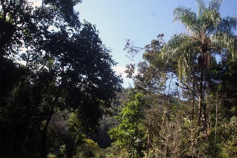 Valorização da floresta em pé