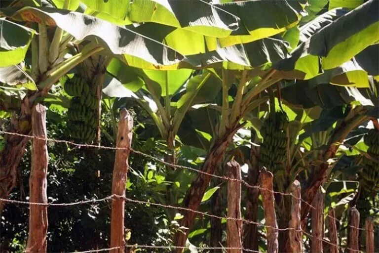 Agricultura familiar fortalece em Itabira apesar da expansão territorial da Vale sobre áreas agricultáveis