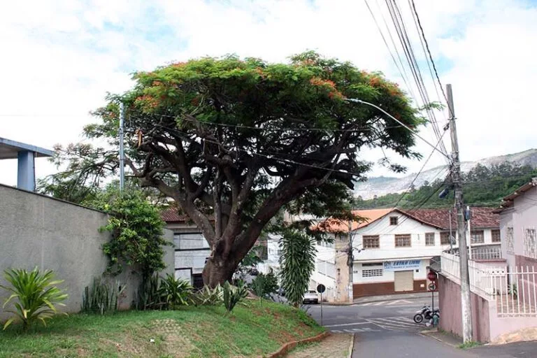 Itabira discute arborização e clima em meio à poluição da mineração e à baixa cobertura vegetal